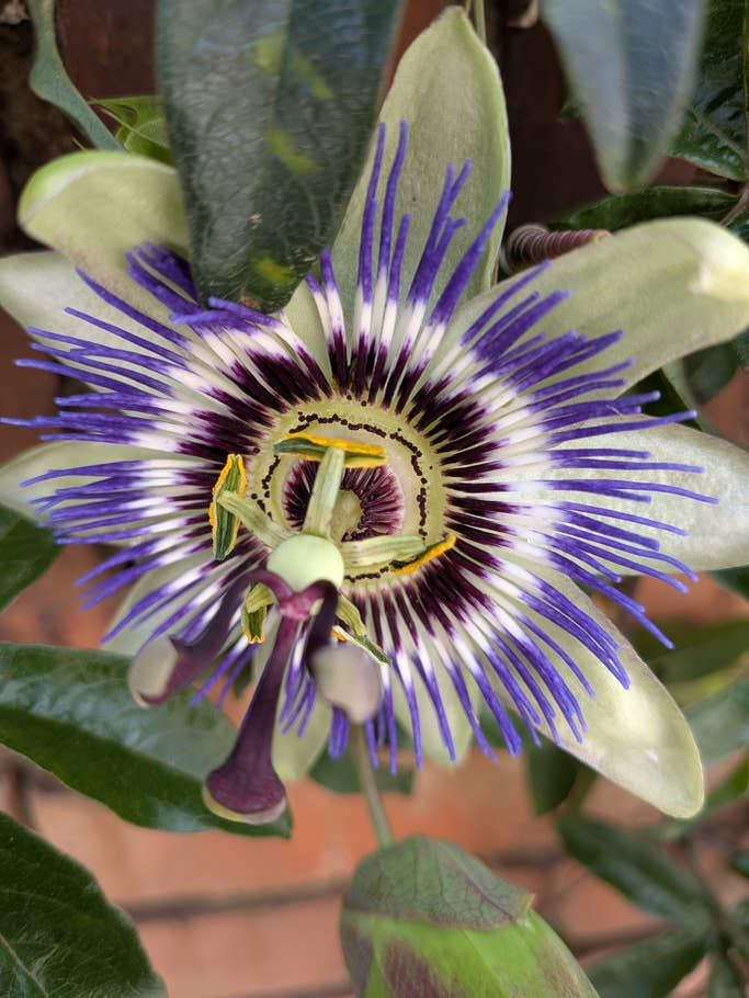 Google Pixel 9a: Hauptkamera