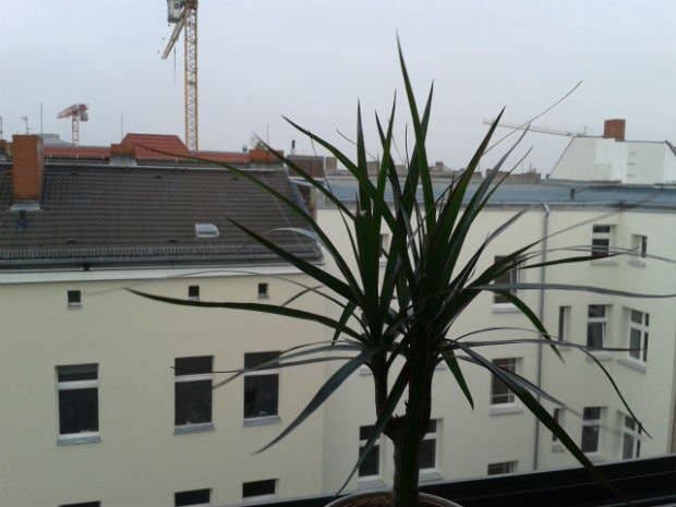 Eine Pflanze steht auf einem Fensterbrett mit Blick auf ein Stadtbild und Baukräne im Hintergrund.