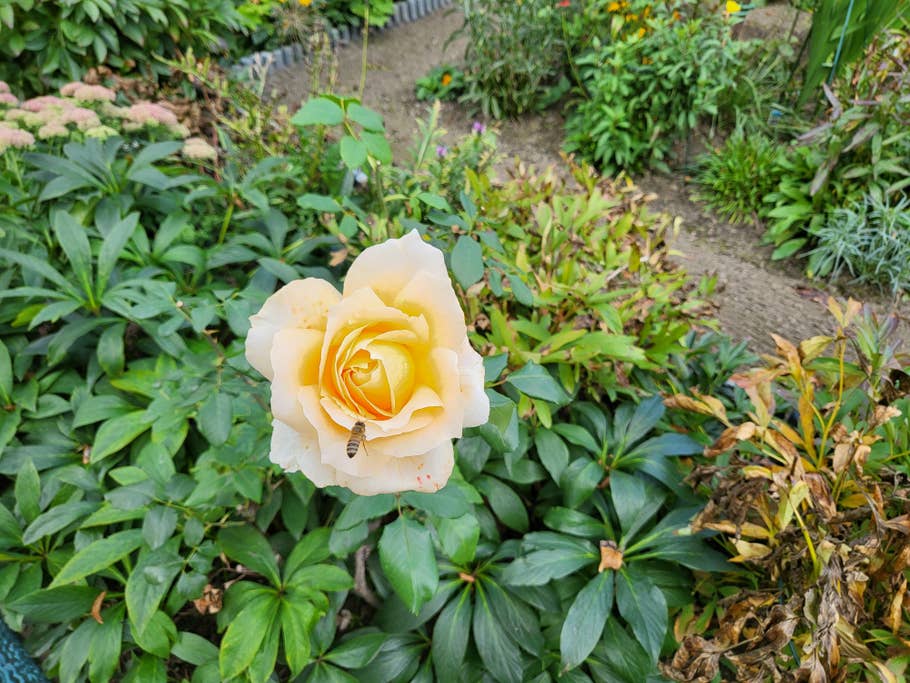 Samsung Galaxy Z Flip 3