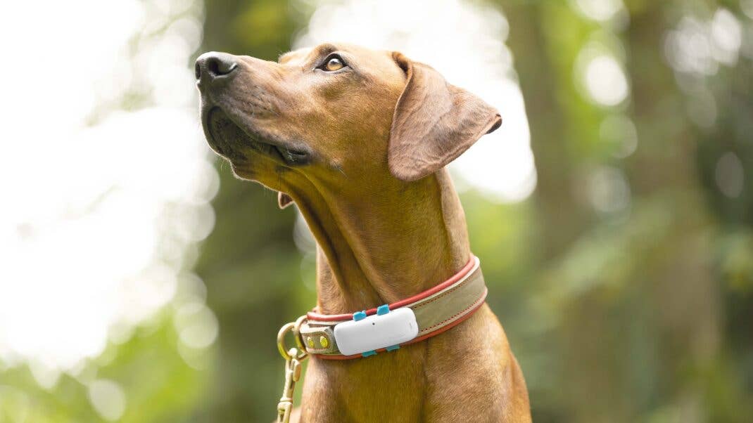 Ein Hund, der einen Tracker von Tractive am Halsband trägt. Ein Hund, der einen Tracker von Tractive am Halsband trägt.
