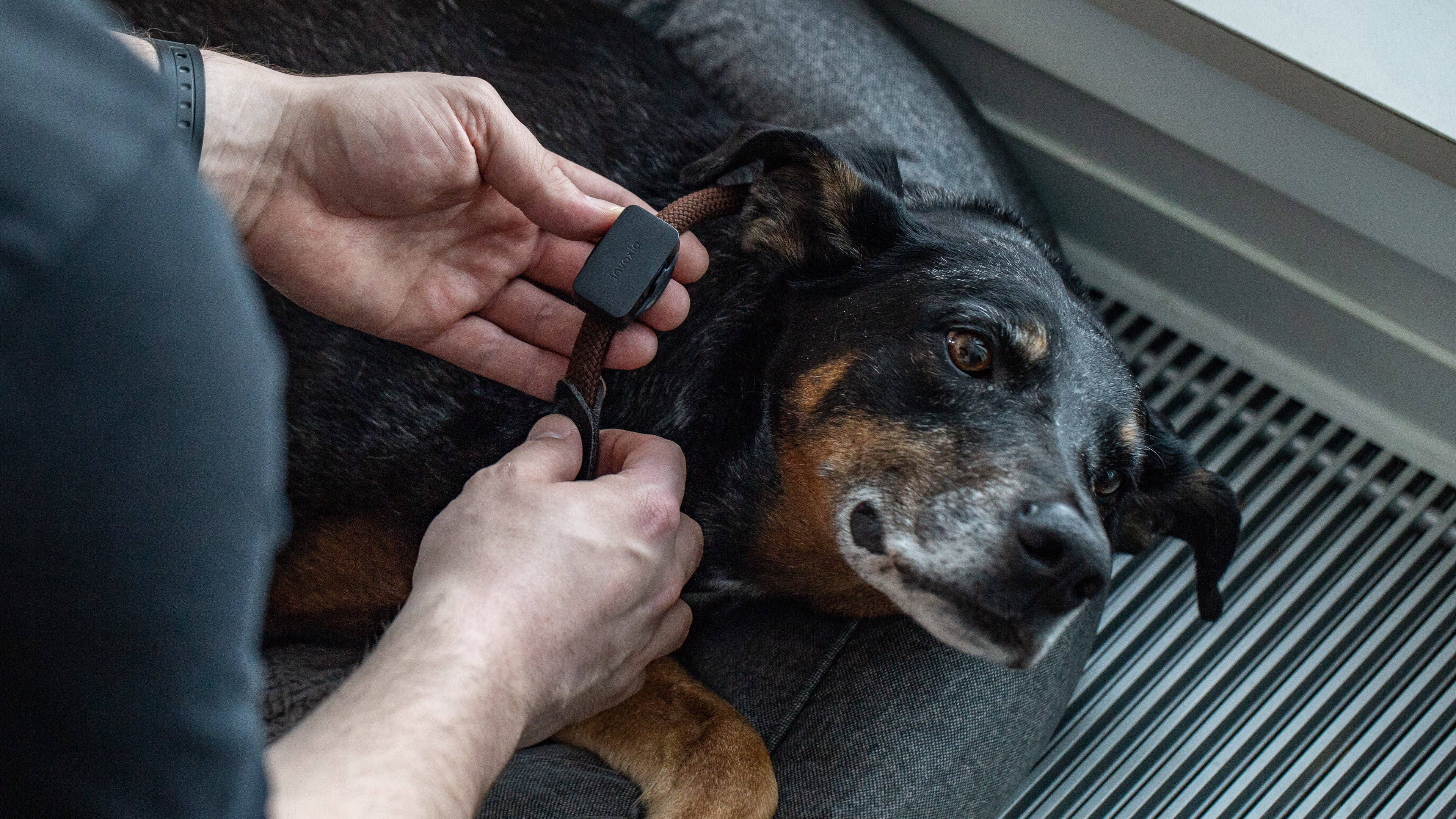 androidpit invoxia pet gps tracker 2