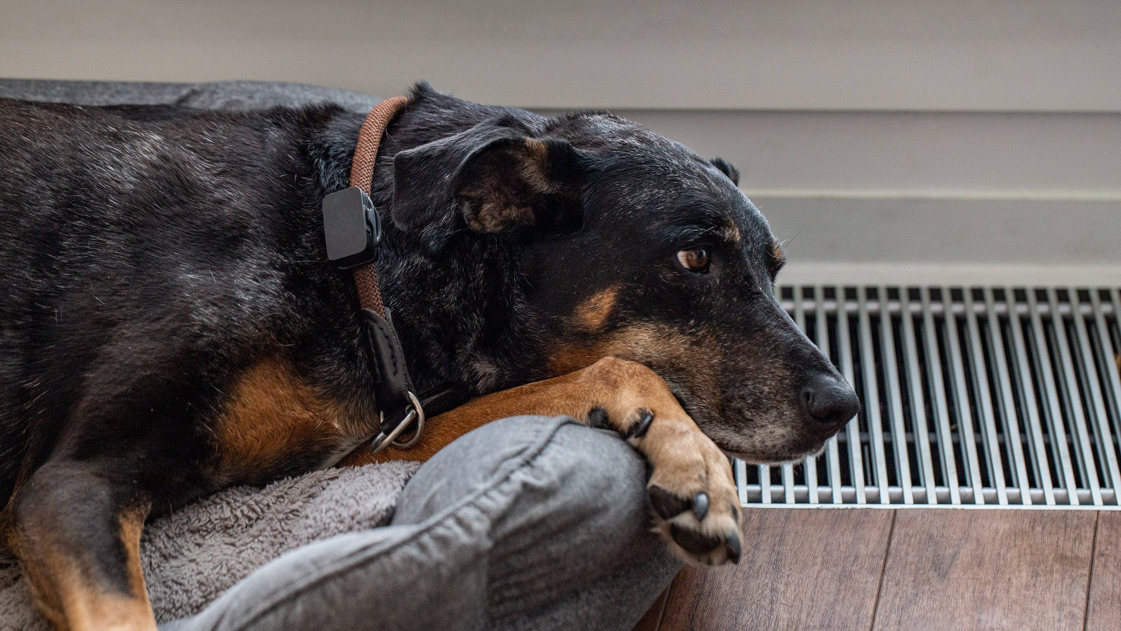 androidpit invoxia pet gps tracker 3