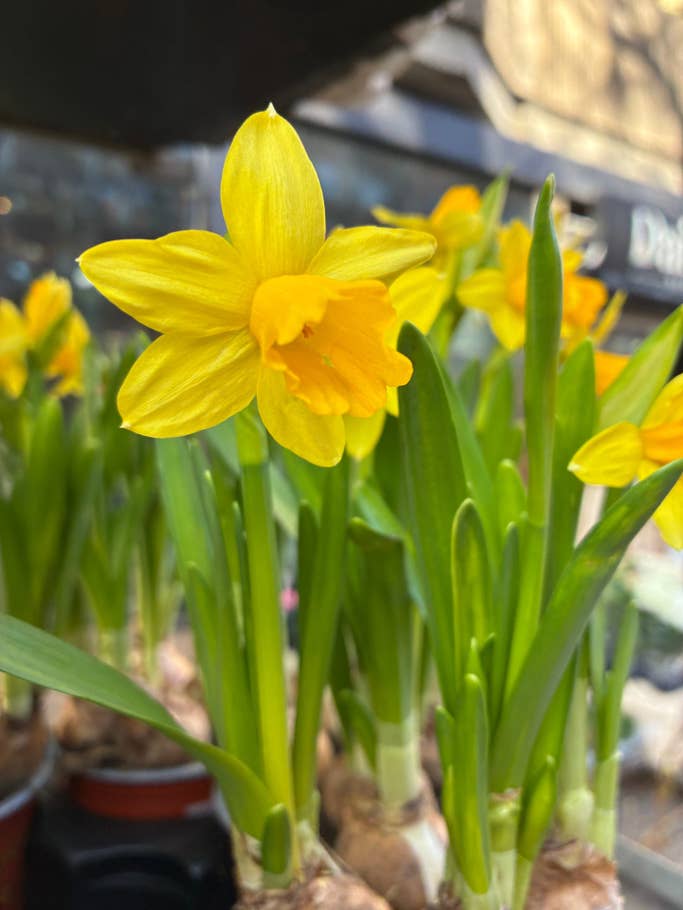 Testfoto: Apple iPhone 16e