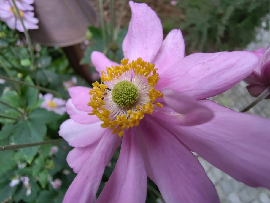 Testfoto des Fairphone 5