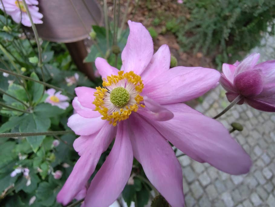 Testfoto des Fairphone 5