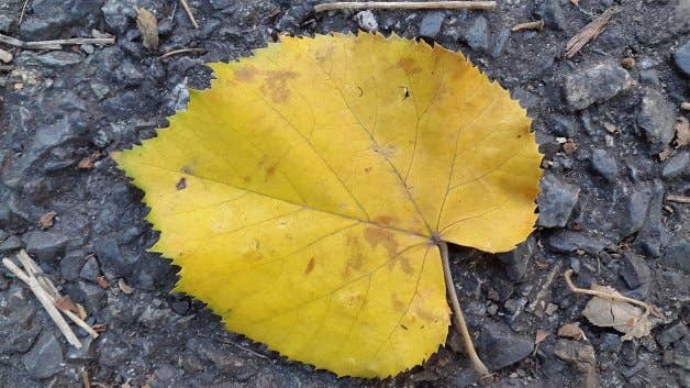 galaxy alpha kamera foto 3