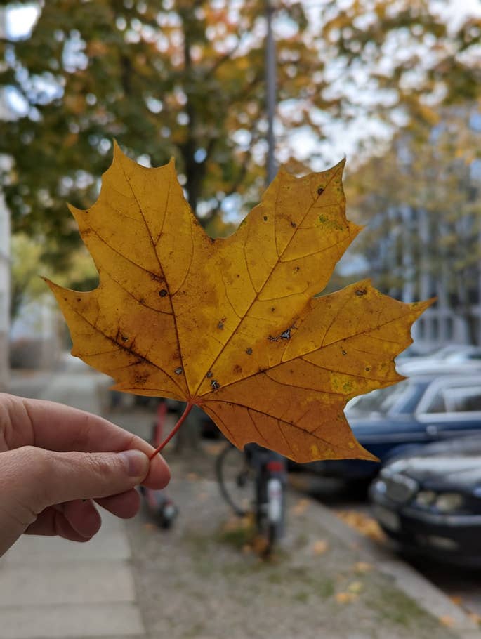 Google Pixel 7 Pro – Beispielfoto