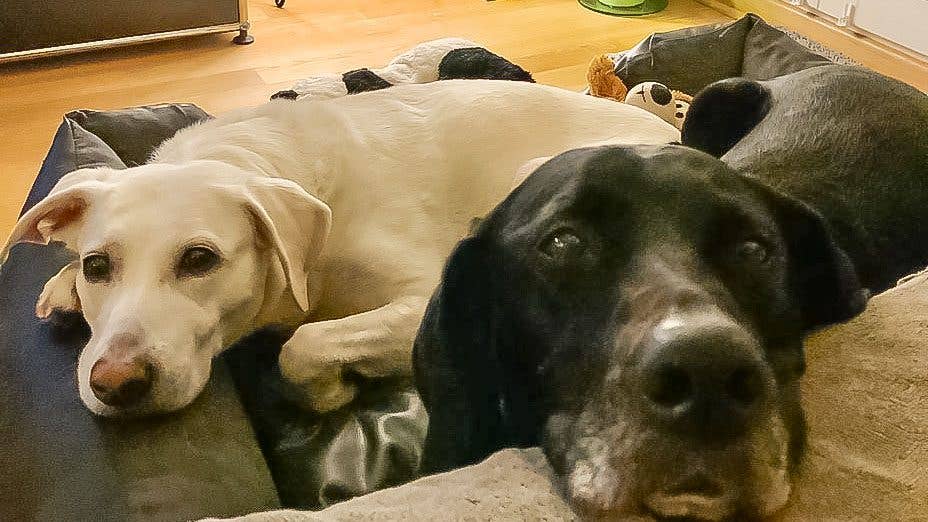 hunde statt schweinehunde