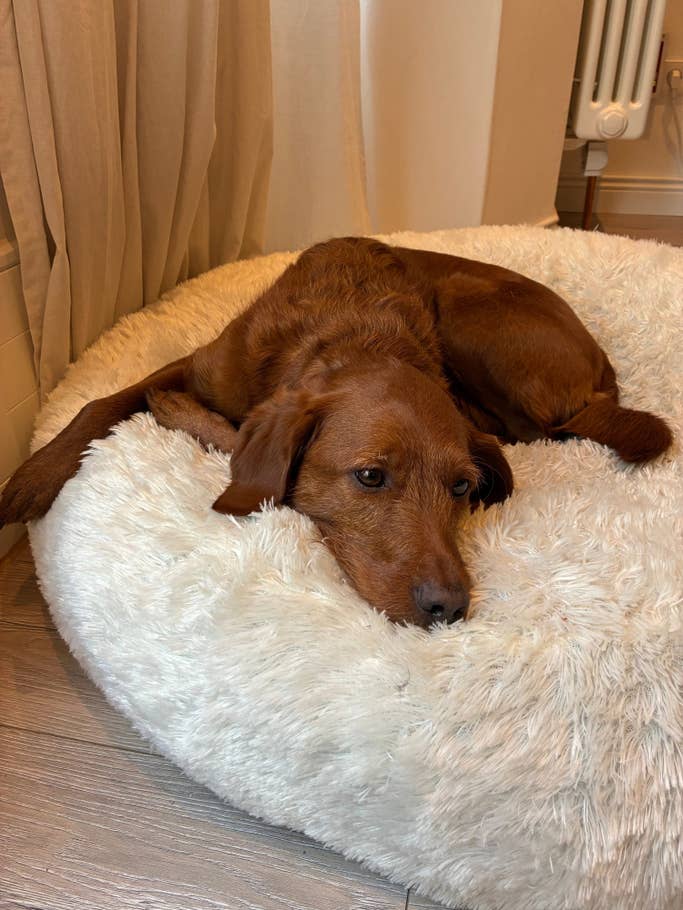 Testfoto: Apple iPhone 16e