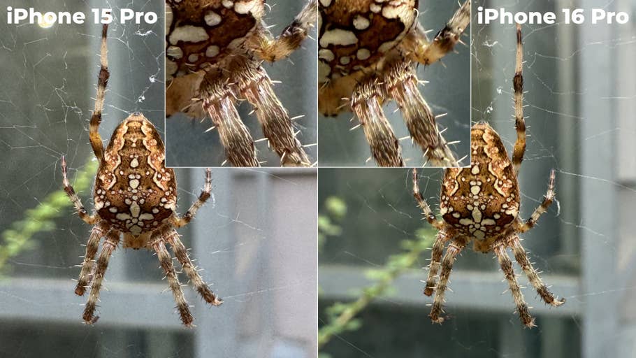 Vergleich von Spinnenfotos, aufgenommen mit dem iPhone 15 Pro und iPhone 16 Pro, zeigt Details in den Nahaufnahmen.