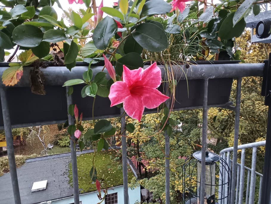 Amazon Fire HD 10 (2023): Hauptkamera