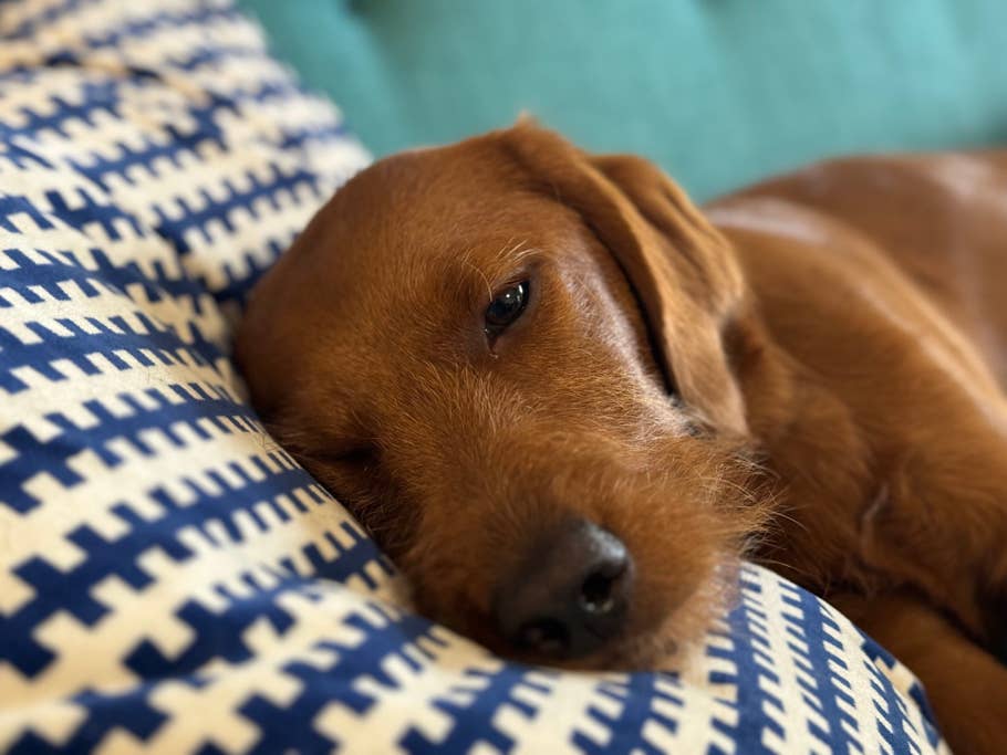 Apple iPhone 15 Pro Testfoto