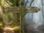 Eine Weggabelung im Wald mit einem Schild: Links "klassische Suchmaschine", rechts "KI-Suche"