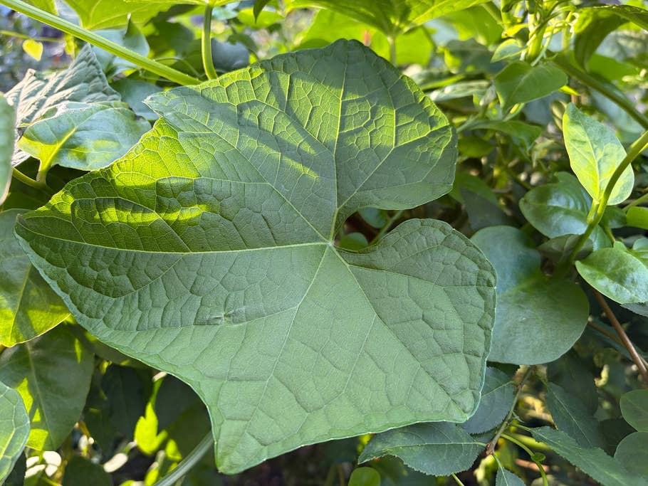 Nahaufnahme eines großen grünen Blattes mit strukturierten Adern und umgebender Vegetation.