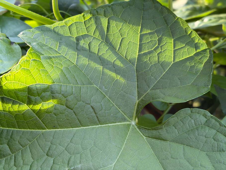 Nahaufnahme eines strukturierten grünen Blattes mit komplizierten Adermustern und Sonnenlicht, das hindurchscheint.