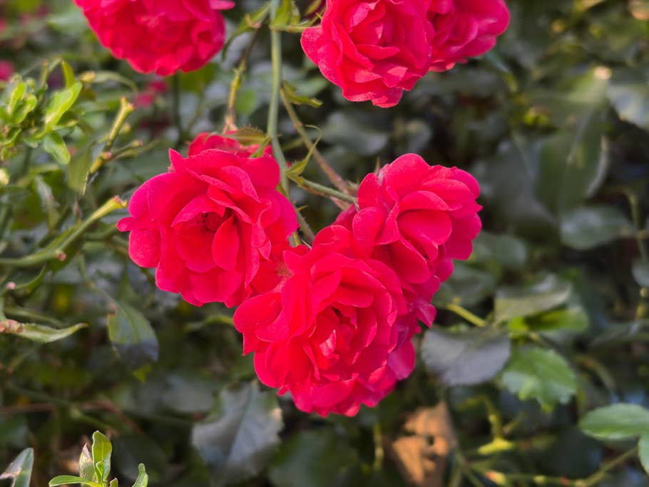 Ein Cluster lebhafter roter Rosen vor einem grünen Hintergrund.