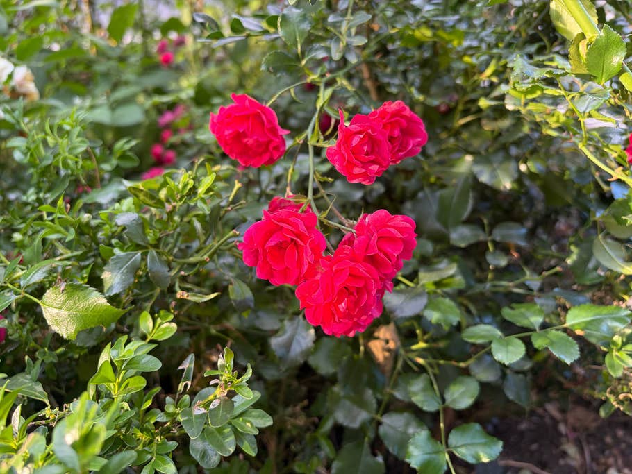 Ein Cluster von lebhaften roten Rosen zwischen grünem Laub.