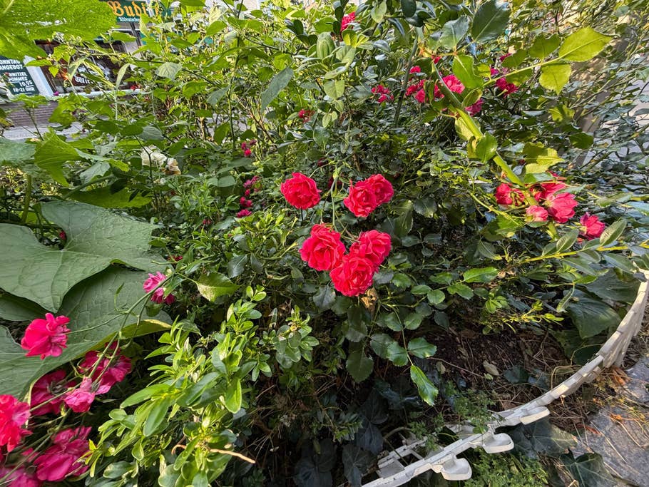 Ein üppiger Garten mit lebhaften rosa Rosen zwischen grünem Laub.