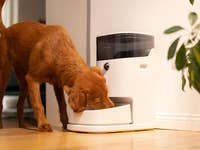 Petgugu Smart Feeder Hero mit Hund