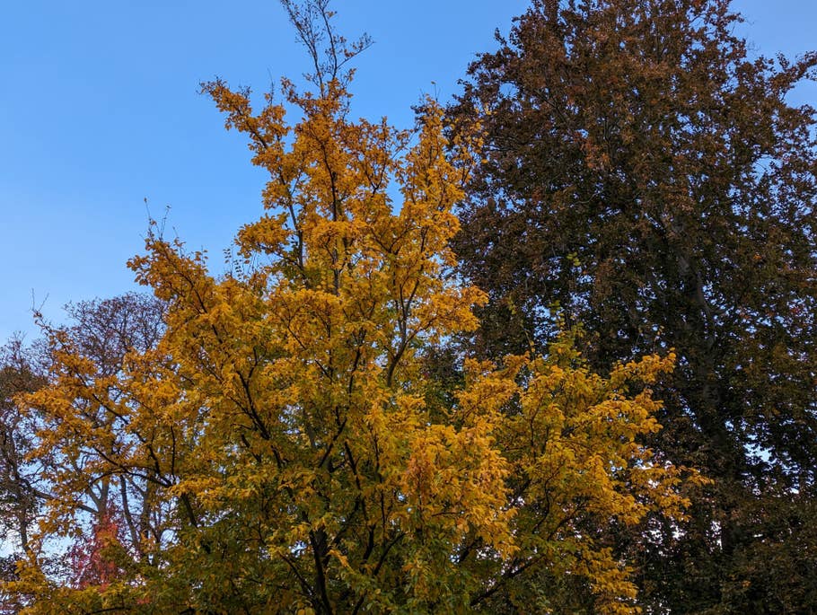 Google Pixel 7 – Testfoto