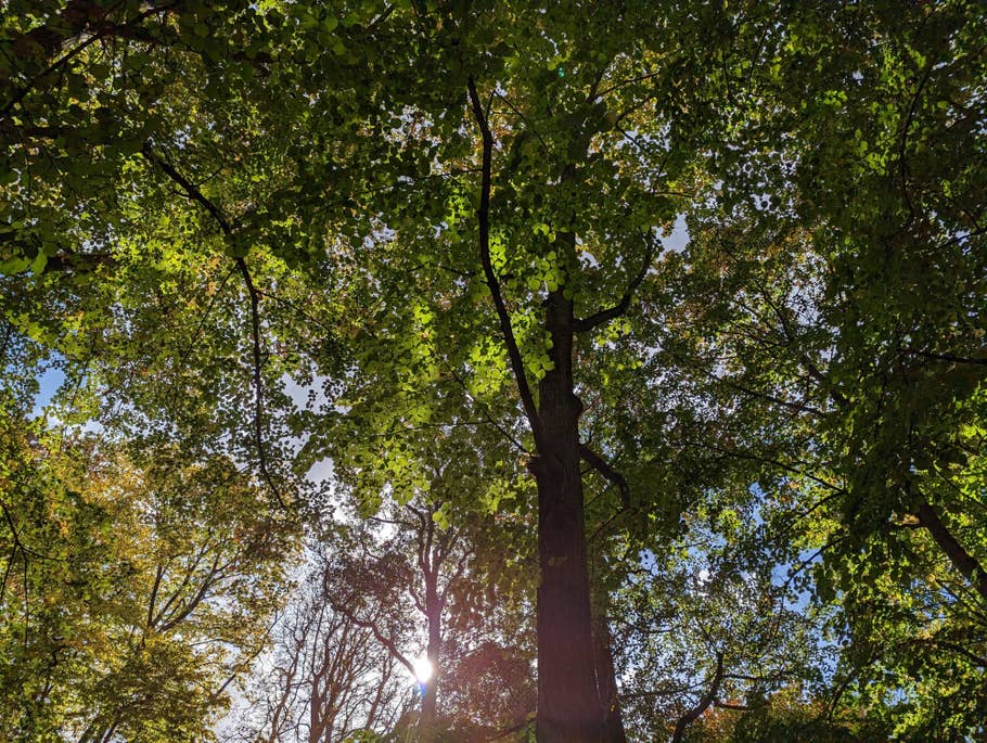 Google Pixel 7 – Testfoto