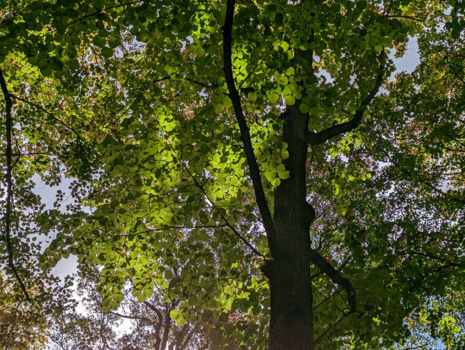 Google Pixel 7 – Testfoto