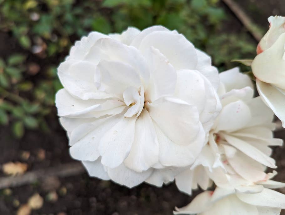 Google Pixel 7 – Testfoto