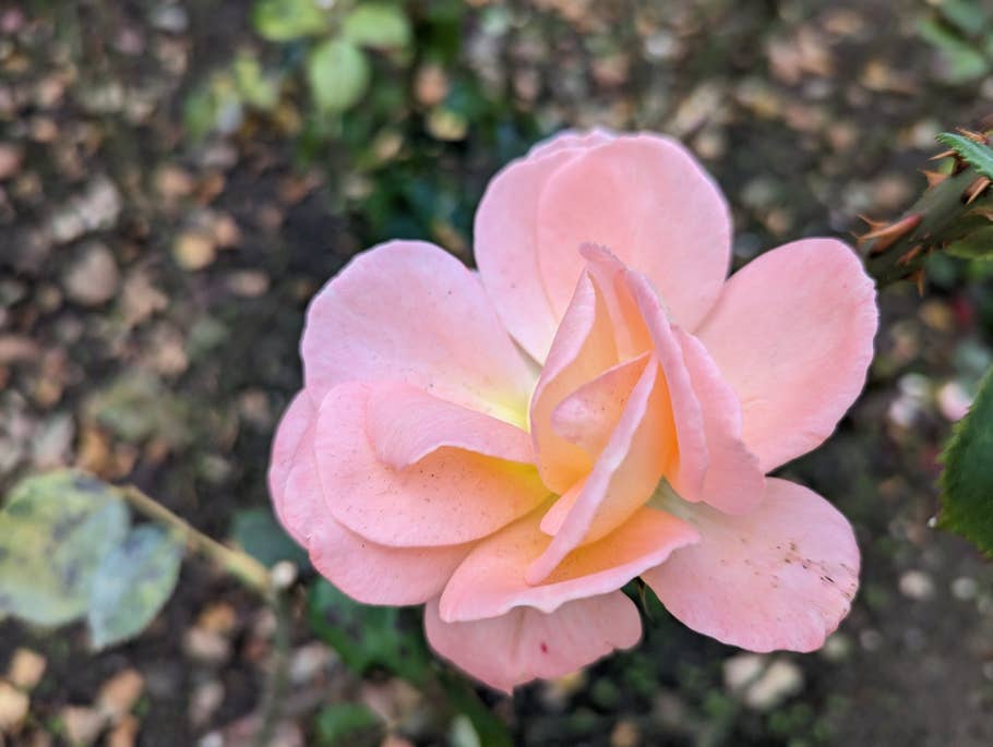 Google Pixel 7 – Testfoto