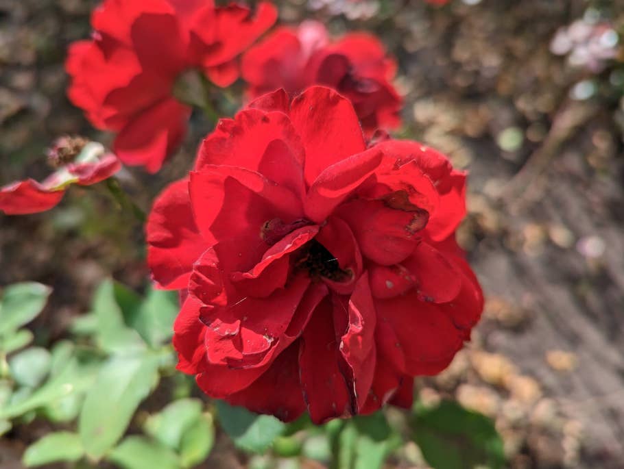 Google Pixel 7 – Testfoto