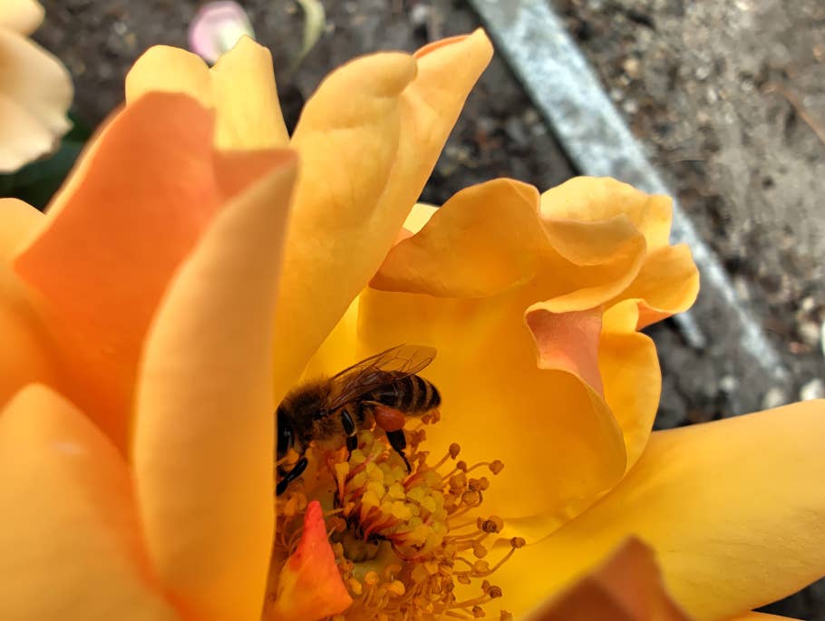 Nothing Phone (2) – Testfoto