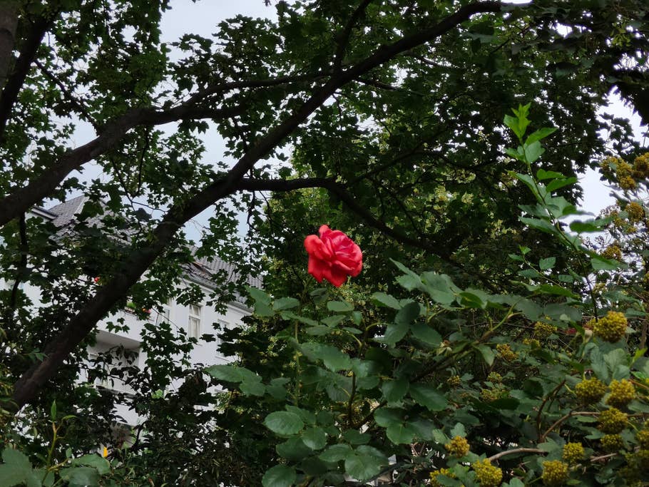 Realme GT 2 Pro Testbild 05