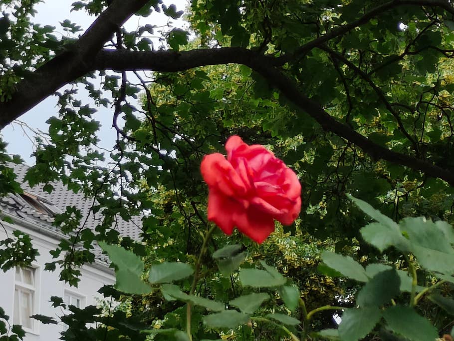 Realme GT 2 Pro Testbild 06