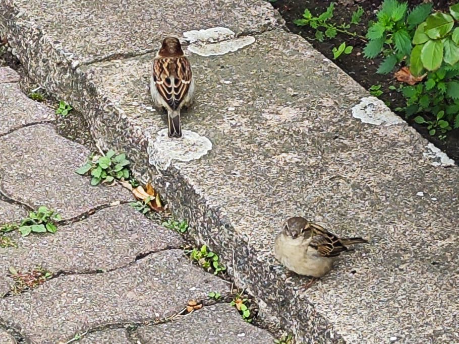 Xiaomi 12T Pro test photo