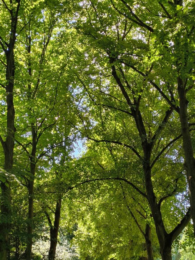 Beispiel-Foto, geschossen mit der Hauptkamera des CMF Phone 1