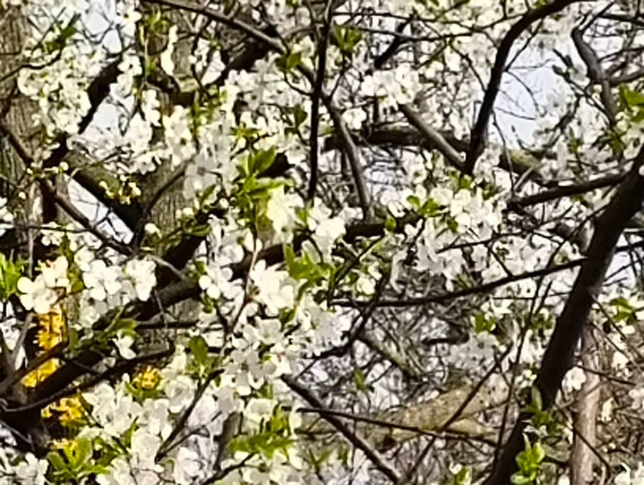 Mit dem Nothing Phone (2a) aufgenommenes Tageslichtfoto