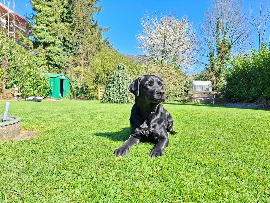 Samsung Galaxy A56 Testfoto