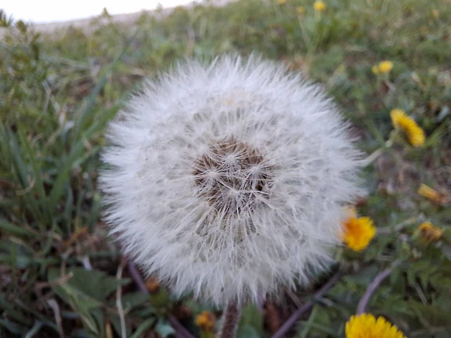 Samsung Galaxy A56 Testfoto (Makrokamera)