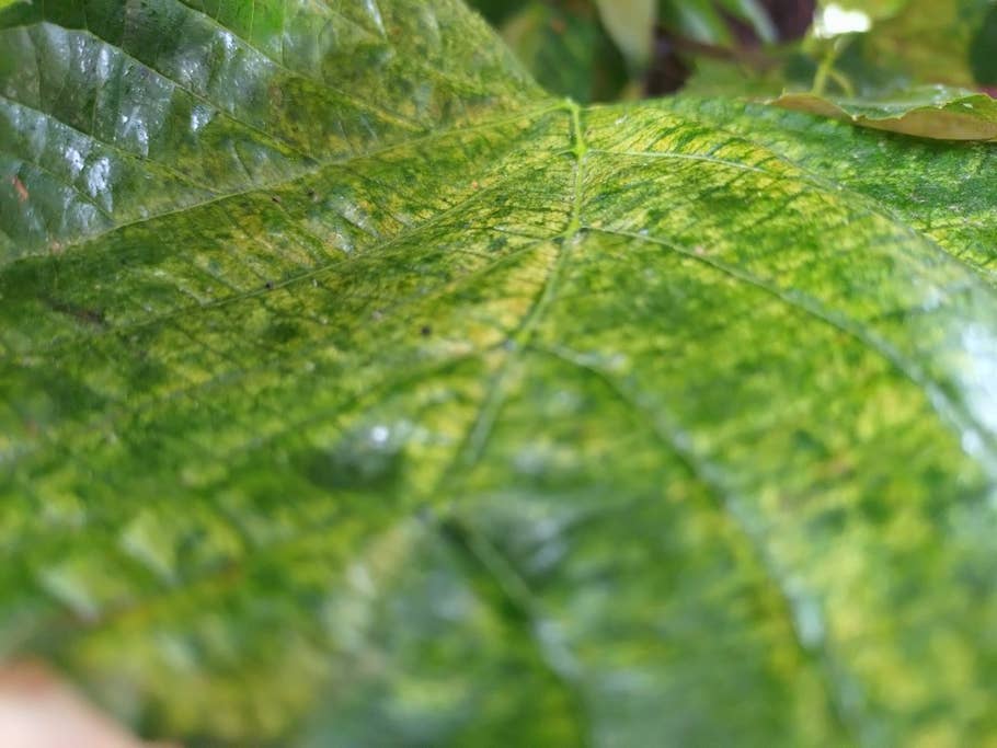 Sony Xperia 10 V Makroaufnahme