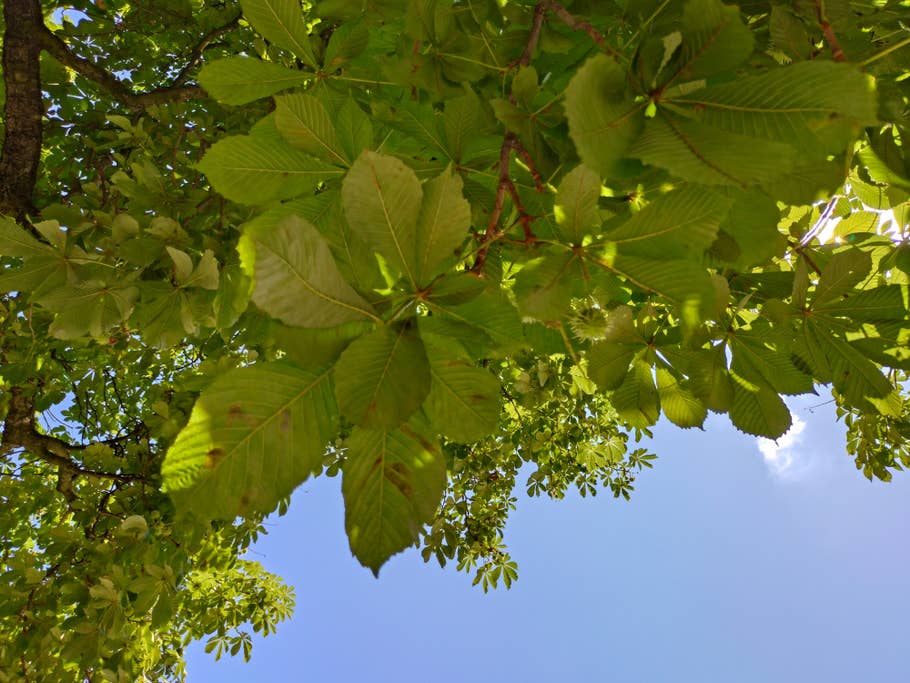 Sony Xperia 10 V Hauptkamera