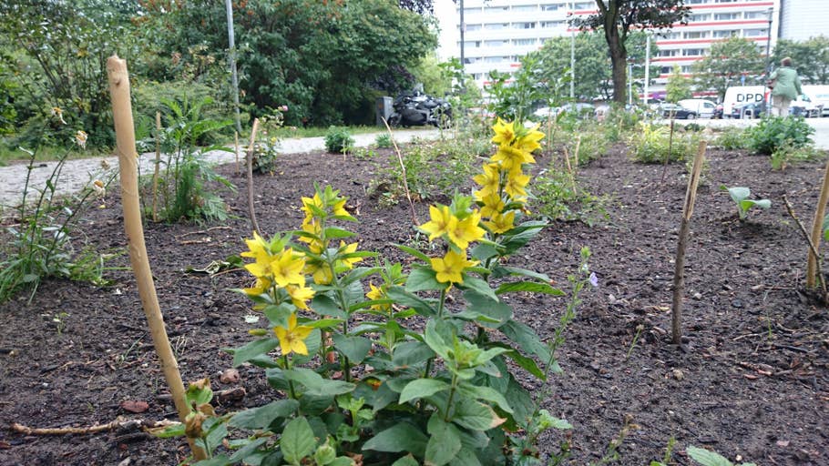 Testbild aufgenommen mit der überlegenden Automatik des Sony Xperia Z3+