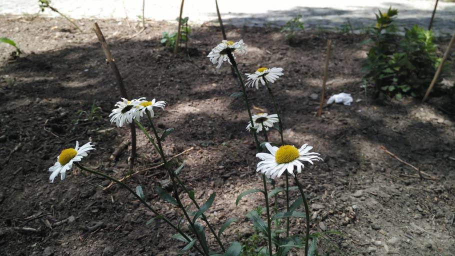 Xiaomi Mi4i Testaufnahme bei natürlichem Licht