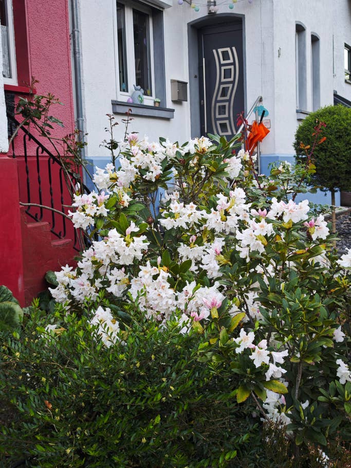 Beispiel-Foto des Xiaomi 14 Ultra